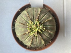 Euphorbia Obesa