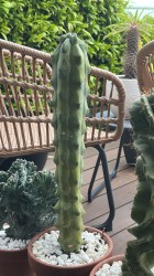 Myrtillocactus Geometrizans Fukurokuryuzinboku