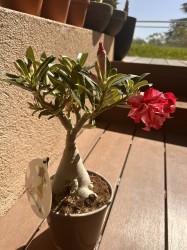 Adenium Obesum
