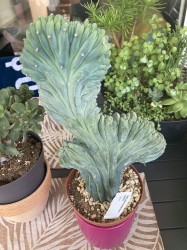 Myrtillocactus Geometrizans Cristata
