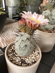 Tephrocactus Geometricus Pink