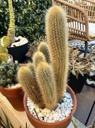 Weberbauerocereus Johnsonii