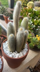 Cleistocactus Strausii