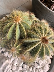 Parodia Magnifica