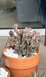 Monvillea Spegazzinii