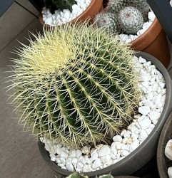 Echinocactus Grusonii