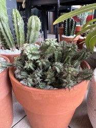 Euphorbia Horrida Monstruosa