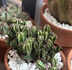 Euphorbia Triangularis Cristata