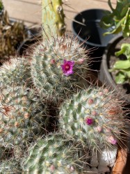 Mammillaria Bombycina