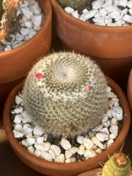 Mammillaria Perbella