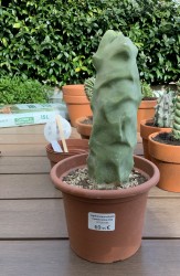 Lophocereus Schottii Monstruosus