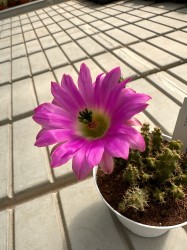 Echinocereus Pentalophus