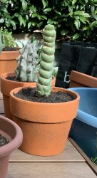 Eulychnia Castanea Spiralis