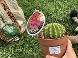 Echinopsis Multiplex