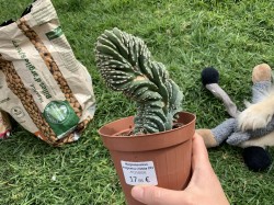 Marginatocereus Marginatus Cristata