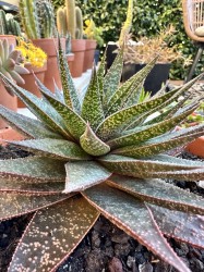 Gasteraloe Beguinii
