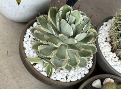 Agave Potatorum Kichiokan