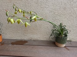 Albuca Spiralis