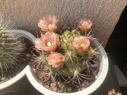 Gymnocalycium Saglionis