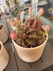 Gymnocalycium Mihanovichii