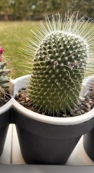 Mammillaria Polythèle