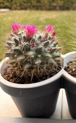 Mammillaria Compressa