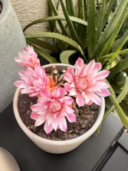 Gymnocalycium Mihanovichii