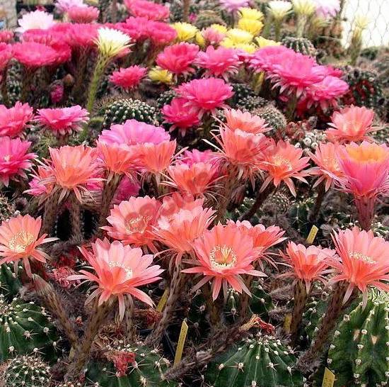 Cactus Esterel