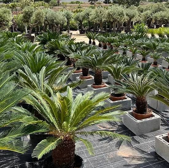 Pépinière Jardins du Sud