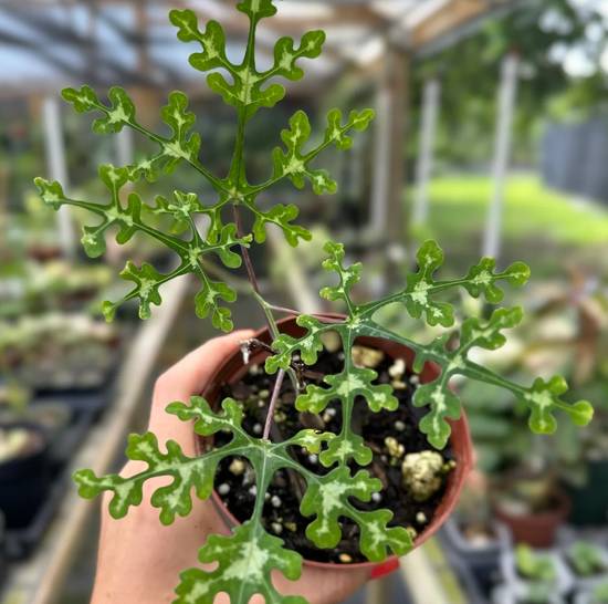 Adenia Perrieri