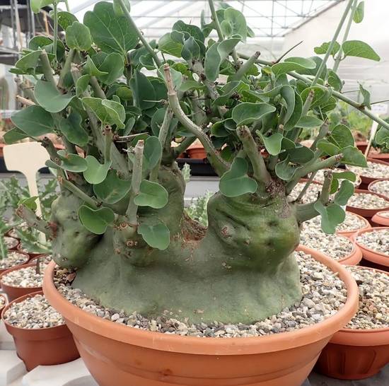 Adenia Spinosa