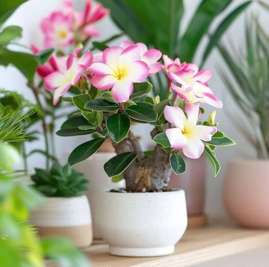Adenium Obesum