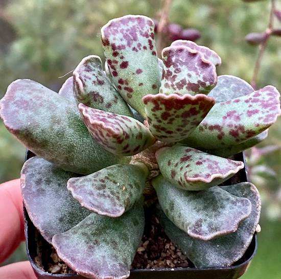 Adromischus Cooperi