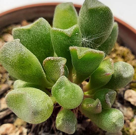 Adromischus Cristatus