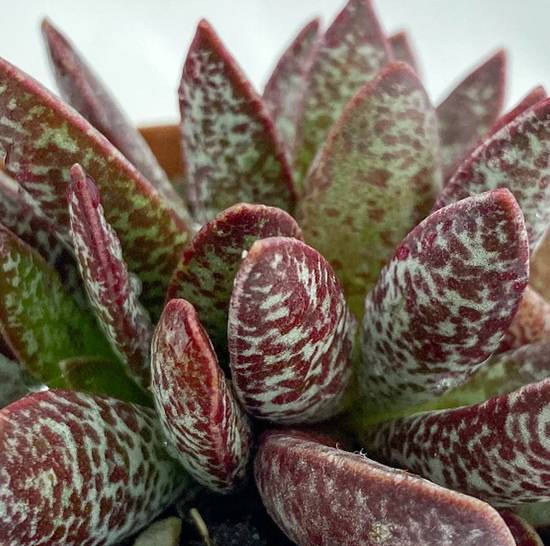 Adromischus Maculatus
