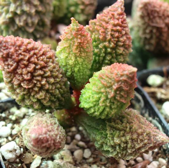 Adromischus Marianiae