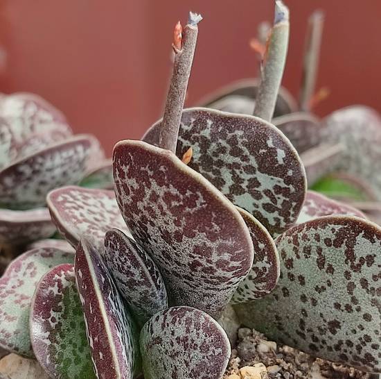 Adromischus Rupicola