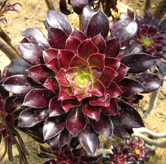 Aeonium Arboreum Atropurpureum