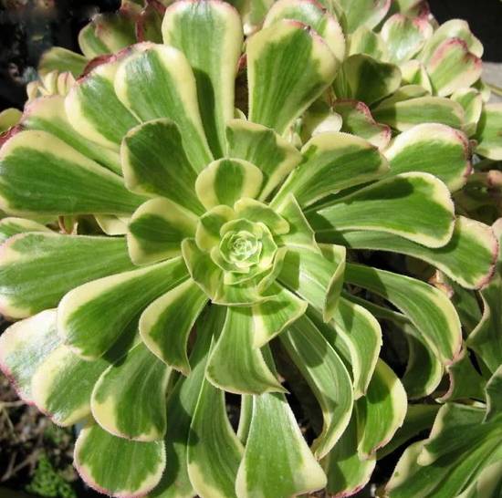 Aeonium Arboreum Luteovariegatum
