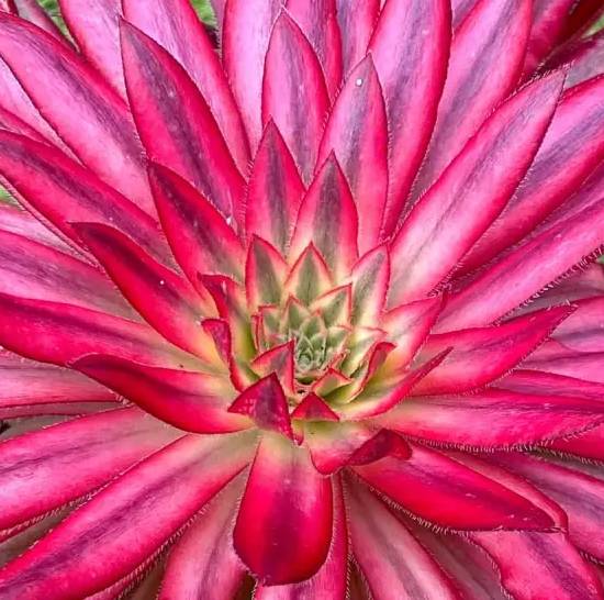 Aeonium Black Magic