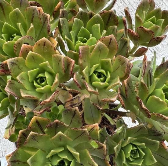 Aeonium Bronze Medal