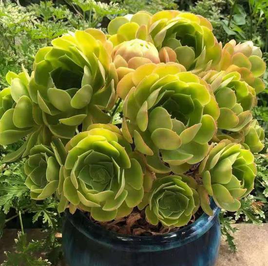 Aeonium Canariense