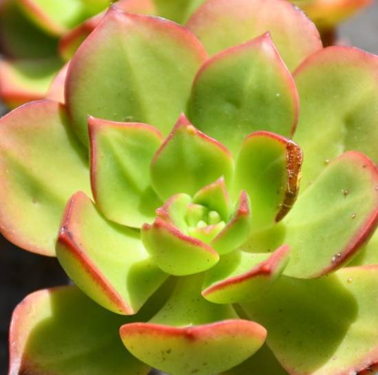 Aeonium Decorum