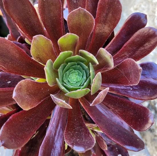 Aeonium Eden