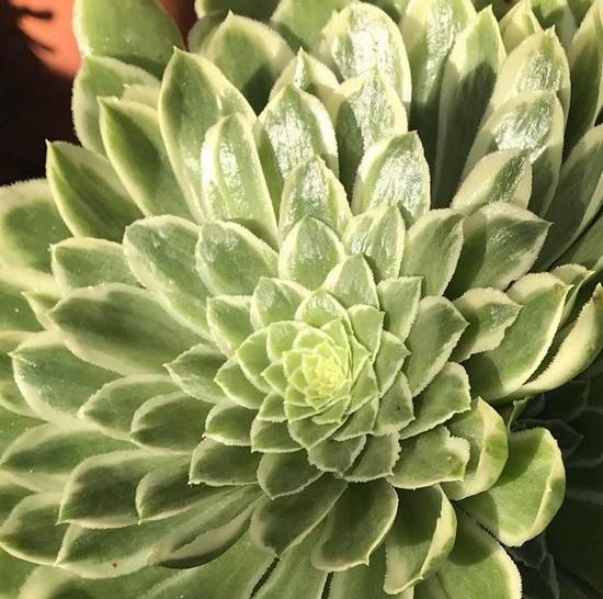 Aeonium Emerald Ice