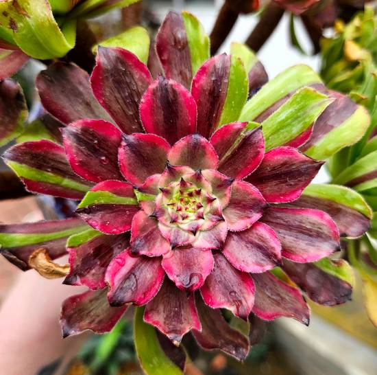 Aeonium Fendai