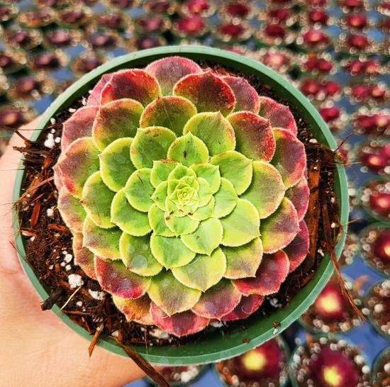 Aeonium Fiesta