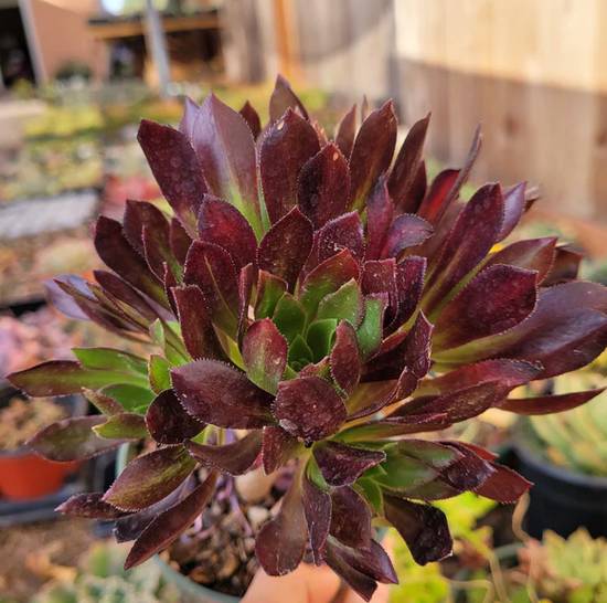 Aeonium Firecracker