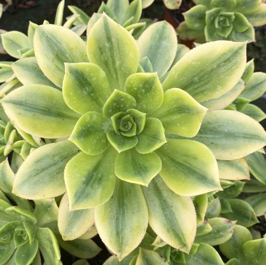 Aeonium Floresens