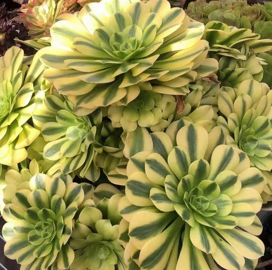 Aeonium Golden Jade